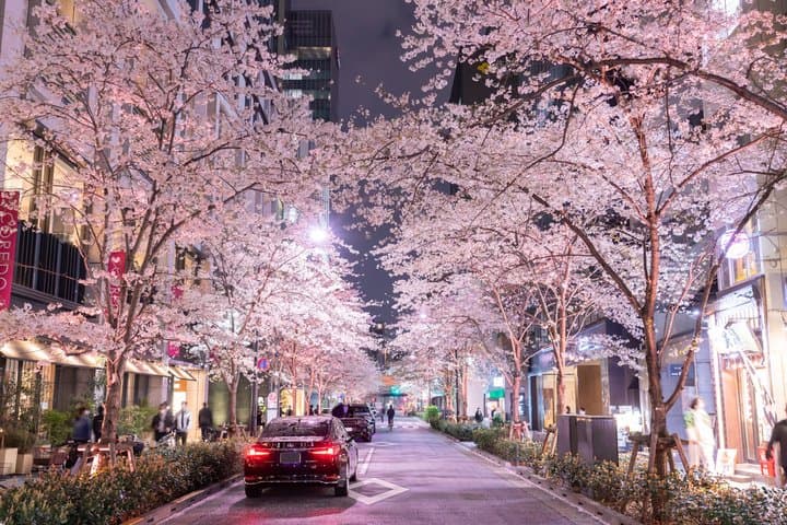 Tokyo Cherry Blossom Night Tour – Private Yozakura Experience — photo 6