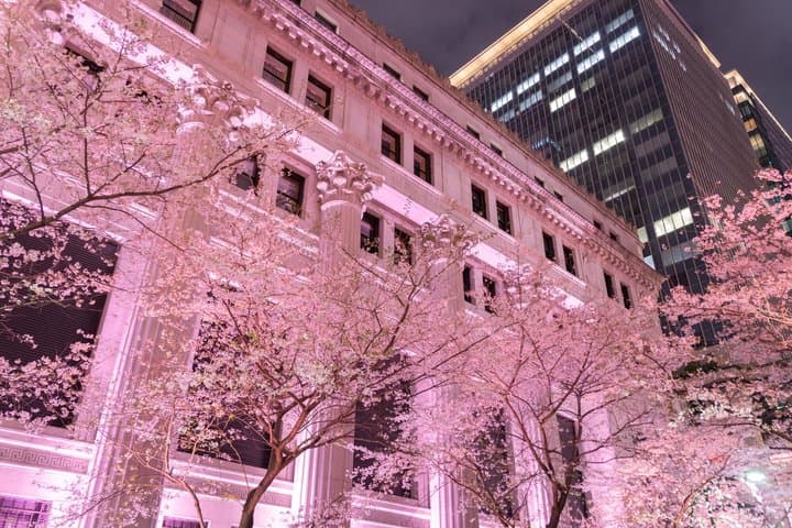 Tokyo Cherry Blossom Night Tour – Private Yozakura Experience — photo 11