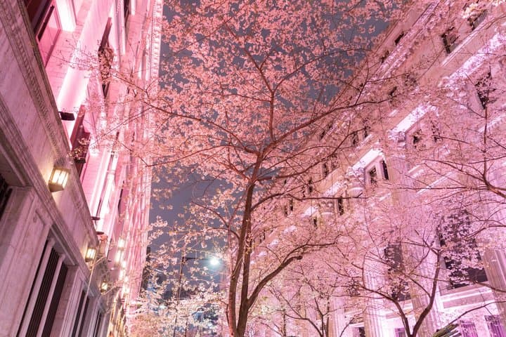 Tokyo Cherry Blossom Night Tour – Private Yozakura Experience — photo 2