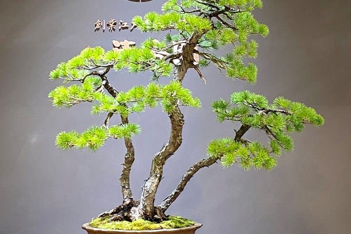 Authentic Bonsai Art Workshop in Tokyo — photo 14