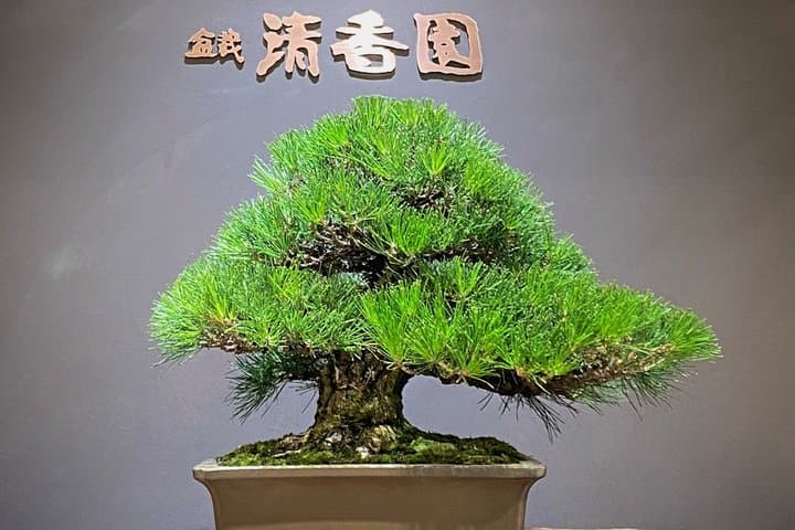 Authentic Bonsai Art Workshop in Tokyo — photo 6