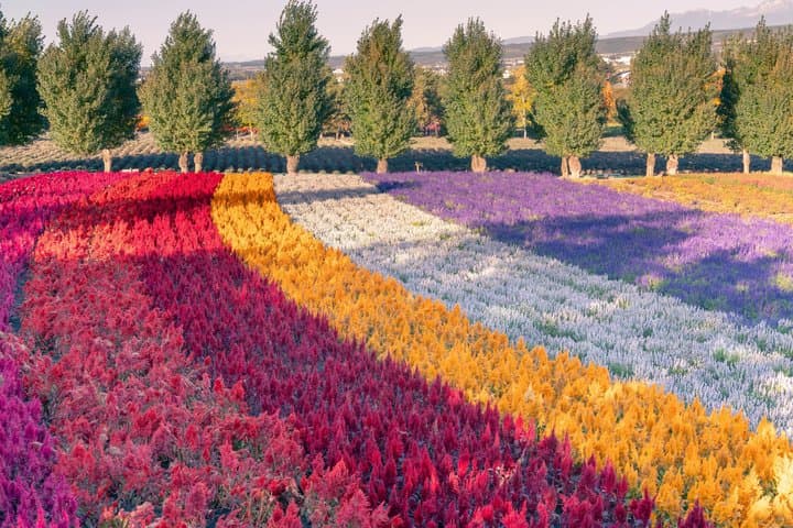 [Late Departure] Biei Best 5 Must-Visit Day Tour from Sapporo — photo 6