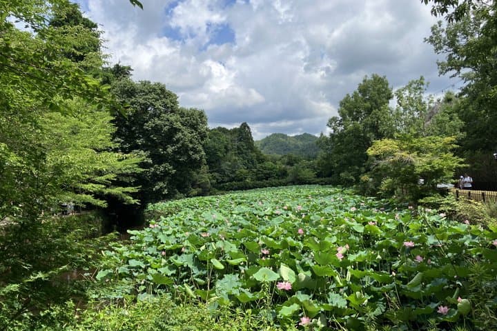 Arashiyama Beyond the Crowds: Bamboo Grove & Hidden Paths — photo 12