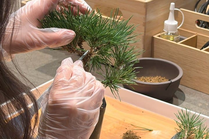 Authentic Bonsai Art Workshop in Tokyo — photo 10