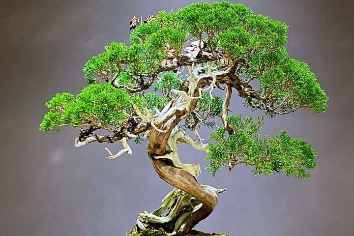 Authentic Bonsai Art Workshop in Tokyo — photo 13