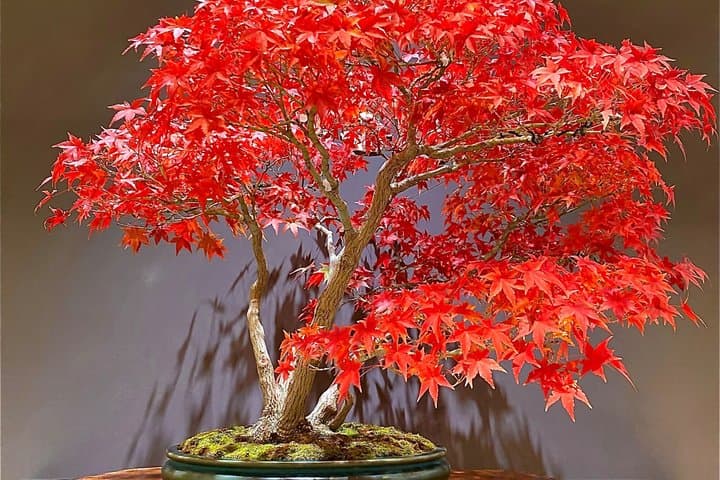Authentic Bonsai Art Workshop in Tokyo — photo 15
