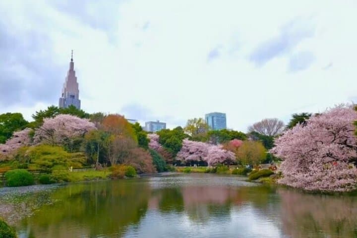 Shinjuku Gyoen Hanami and Japanese Sweets Walking Tours — photo 7