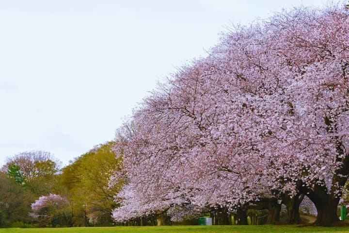 Shinjuku Gyoen Hanami and Japanese Sweets Walking Tours — photo 8