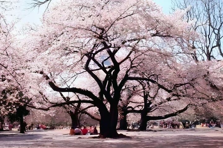 Shinjuku Gyoen Hanami and Japanese Sweets Walking Tours — photo 4