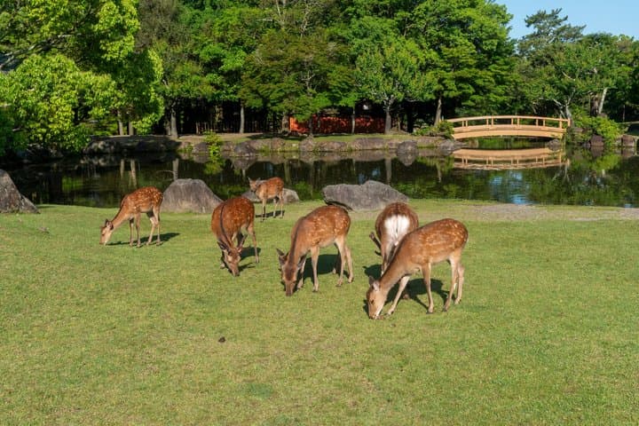 Nara Private Day Trip from Osaka — photo 5
