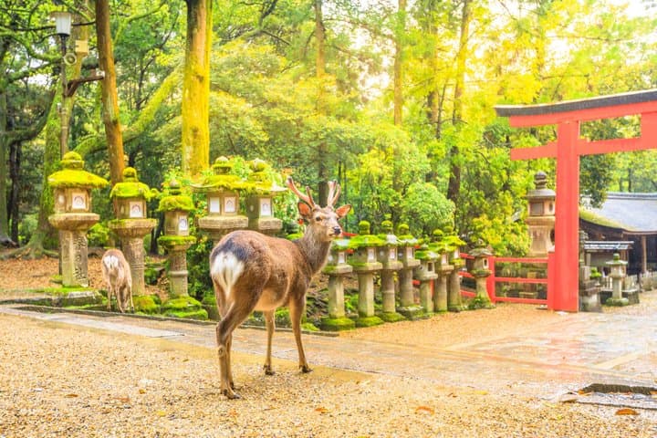 Nara Private Day Trip from Osaka — photo 7