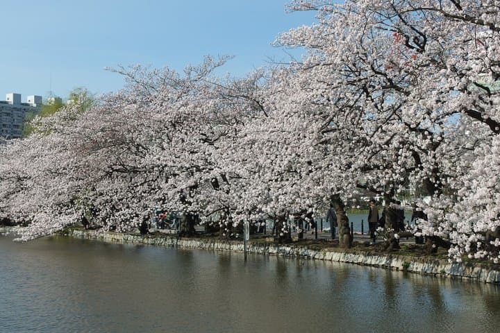 Ueno Park and Ameyoko Street Food Market Half Day Walking Tour — photo 3