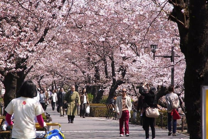 Ueno Park and Ameyoko Street Food Market Half Day Walking Tour — photo 2