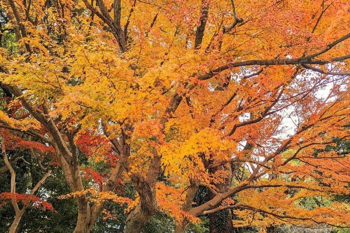 Tokyo: Imperial Palace 1-Hour Walking Tour — photo 6