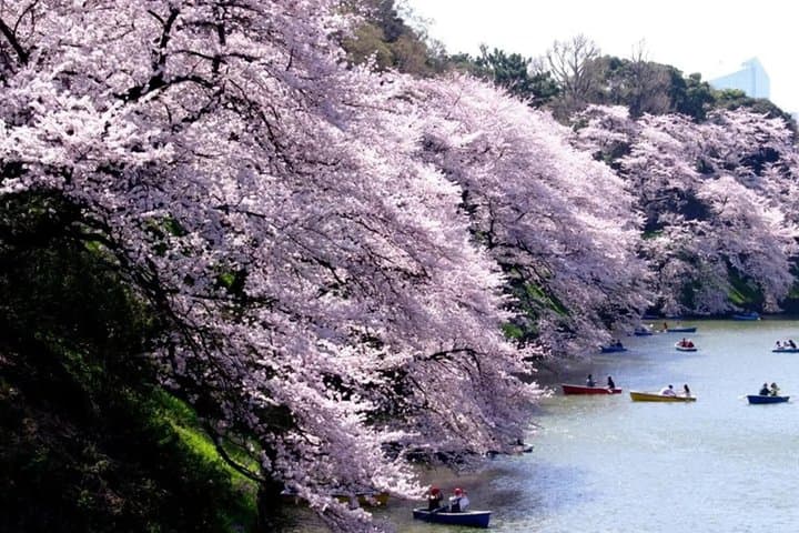 Tokyo: Imperial Palace 1-Hour Walking Tour — photo 4