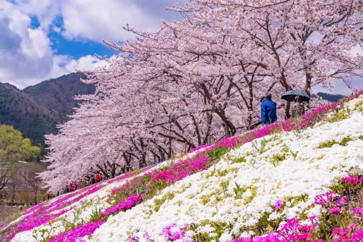 Mt. Fuji Day Trip｜5th Station, Oshino Hakkai, Ropeway with Lunch — photo 4