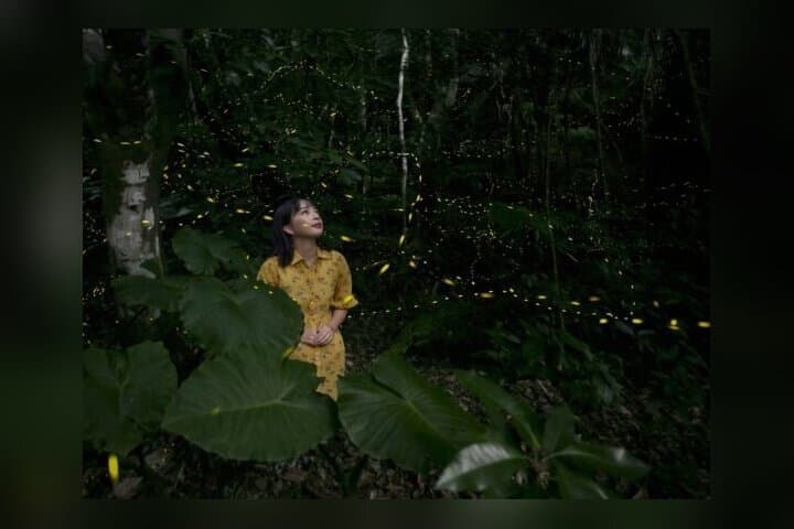 Iriomote Island Yaeyama Firefly Guided Night Tour March to May — photo 3