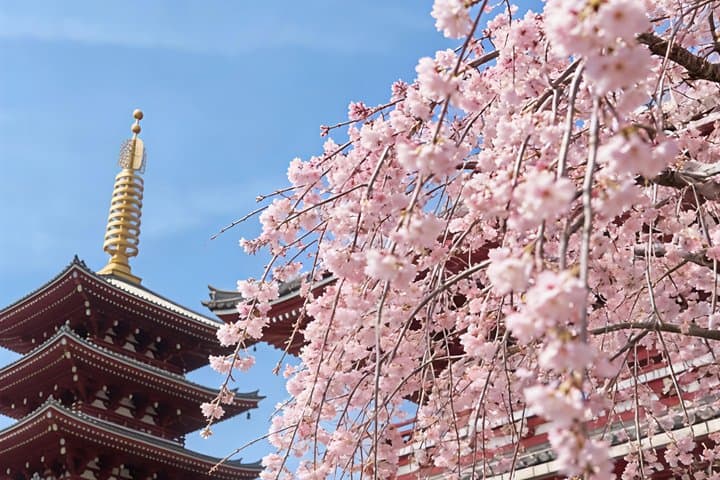 Tokyo Half-Day Tour | Shinjuku Gyoen, Tokyo Tower, Asakusa Temple — photo 6