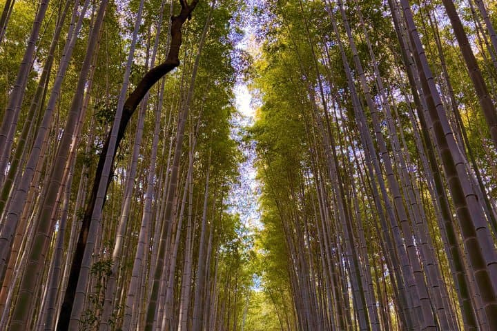 Arashiyama Beyond the Crowds: Bamboo Grove & Hidden Paths — photo 9