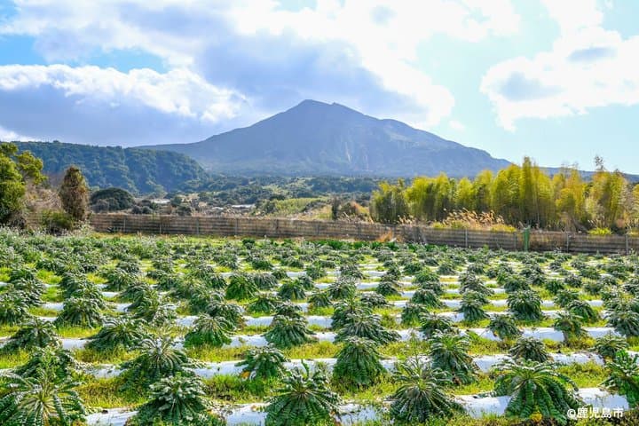 Kagoshima Private Tour with Farm Visit & Distillery Experience — photo 3