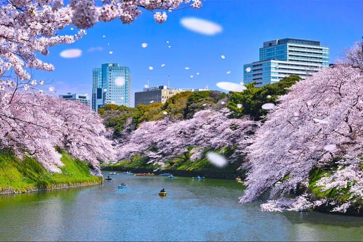 Cherry Blossom Tour in Tokyo with Fun Guide — photo 1