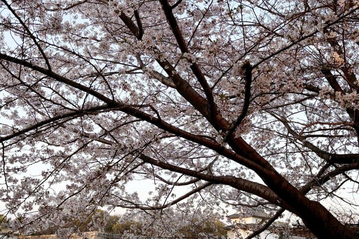 Kimono shooting at Osaka Castle and Stroll — photo 11