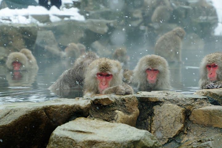 Snow Monkeys, Hokusai & Sake: A Perfect Day in Nagano — photo 10