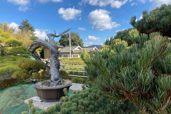 Kagawa Bonsai Private Tour (Kandaka Shojuen or Kitadani Yoseien) — photo 4