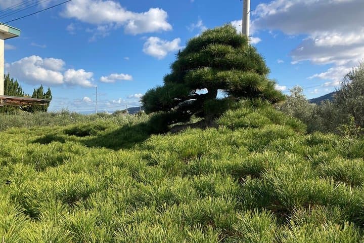 Kagawa Bonsai Private Tour (Kandaka Shojuen or Kitadani Yoseien) — photo 5