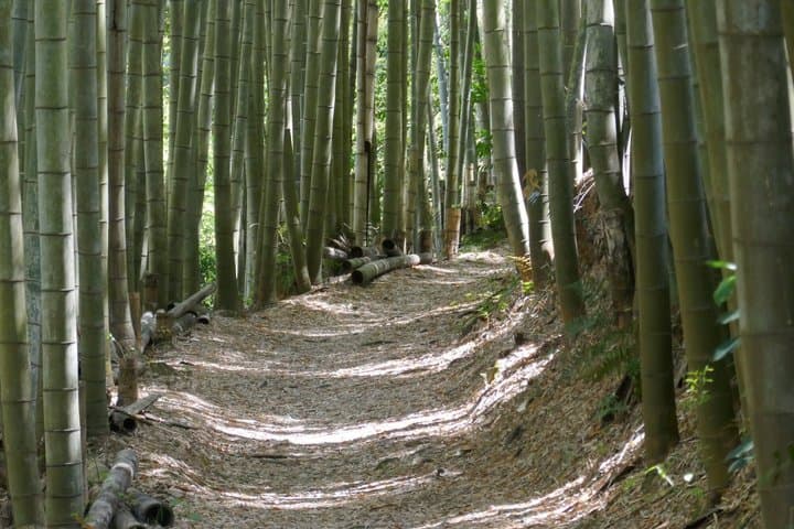 Hidden Shrines and Warrior Paths of Kyoto Day Tour — photo 3