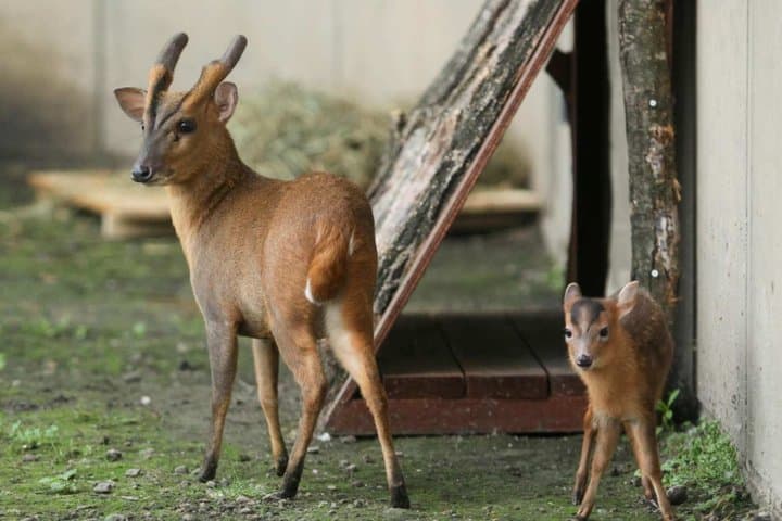 Hokkaido Asahiyama Zoo, Furano & Ningle Terrace Scenic Day Tour — photo 4