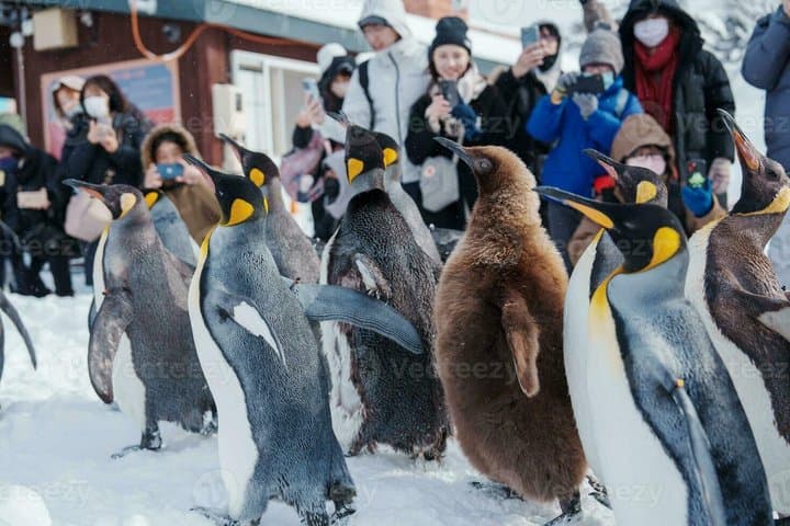 Hokkaido Asahiyama Zoo, Furano & Ningle Terrace Scenic Day Tour — photo 10