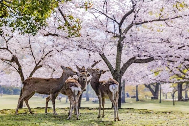 Kansai Airport (KIX): Private Transfer To/From Nara City Hotels