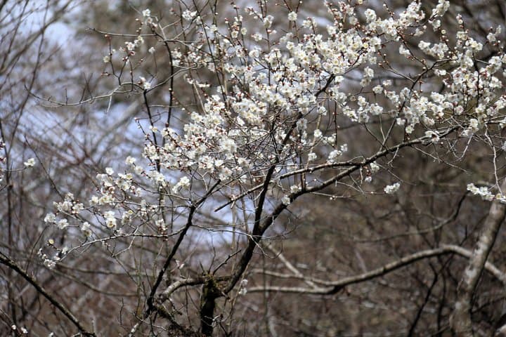 Kyoto Private Hiking Tour: Ancient Trails of Kurama and Kibune — photo 8
