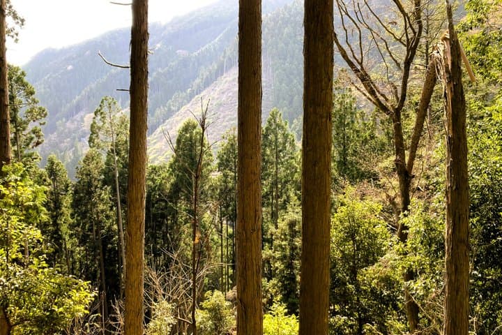 Kyoto Private Hiking Tour: Ancient Trails of Kurama and Kibune — photo 13