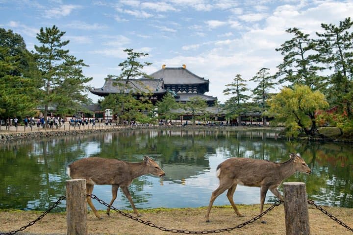 Nara Highlights Private Walking Tour with Local Guide — photo 6
