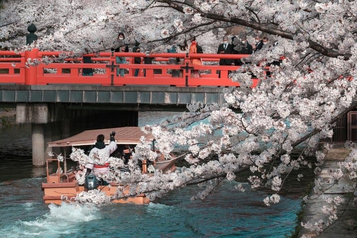 T8 Kyoto: Seasonal Cherry Blossoms & Omihachiman Canal Cruise — photo 2