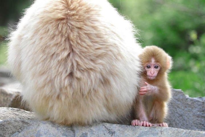 1-Day Private Tour Nagano Snow Monkeys Zenko-ji Temple Sake Test — photo 3