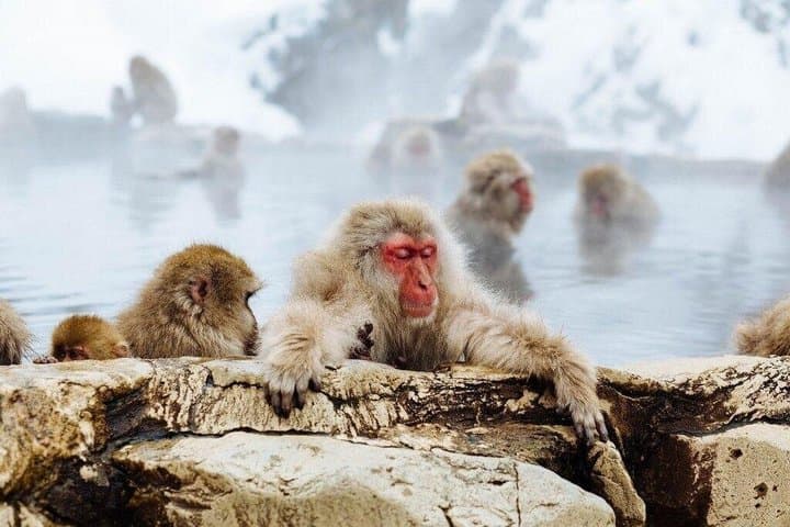 1-Day Private Tour Nagano Snow Monkeys Zenko-ji Temple Sake Test — photo 8