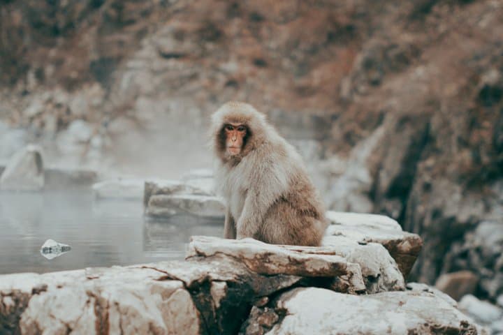 1-Day Private Tour Nagano Snow Monkeys Zenko-ji Temple Sake Test — photo 5