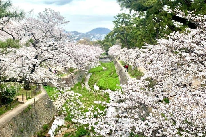 Hidden Cherry Blossom Sakura Picnic to Unwind like a Local — photo 2