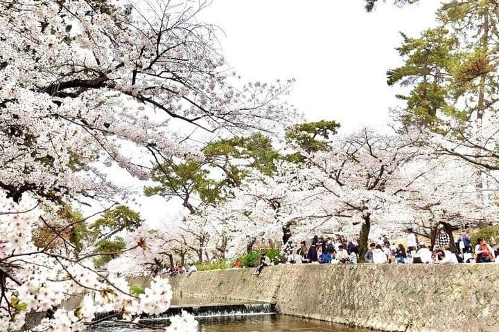 Hidden Cherry Blossom Sakura Picnic to Unwind like a Local — photo 6