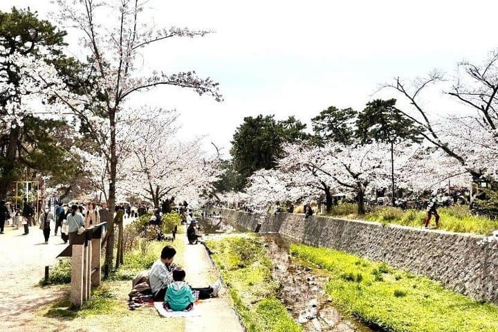Hidden Cherry Blossom Sakura Picnic to Unwind like a Local — photo 13