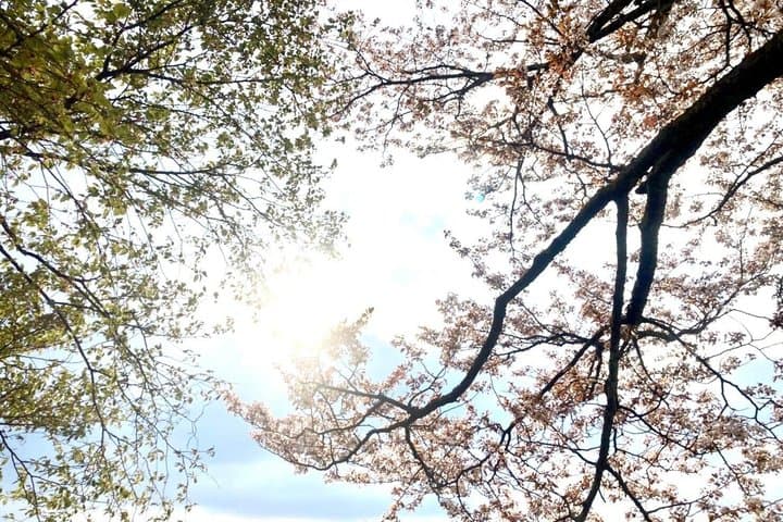 Hidden Cherry Blossom Sakura Picnic to Unwind like a Local — photo 11