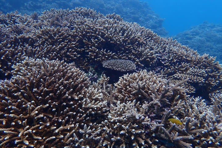 [Half day] Charter diving experience at Ishigaki Island - Novices welcome!!～ — photo 16