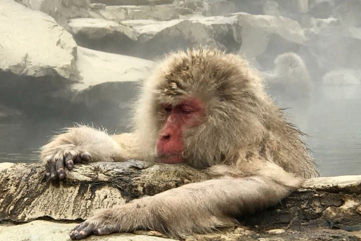 Togakushi Shrine & Snow Monkey Full-day Private Tour — photo 13