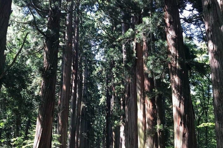 Togakushi Shrine & Snow Monkey Full-day Private Tour — photo 3