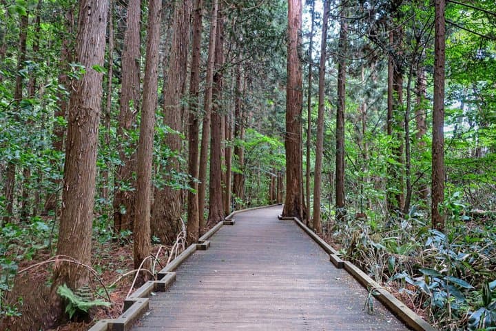 Hokkaido Shrine and Shiroi Koibito Park Sweets Across Generations — photo 10
