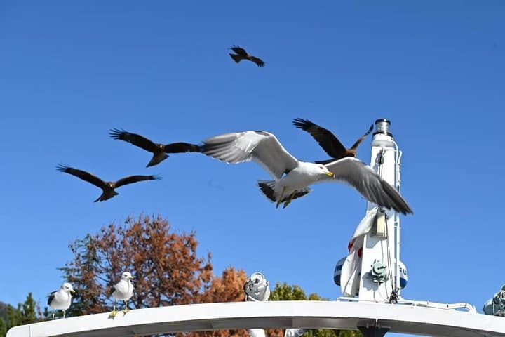 Amanohashidate & Ine Day Trip with Cable Car & Boat — photo 16