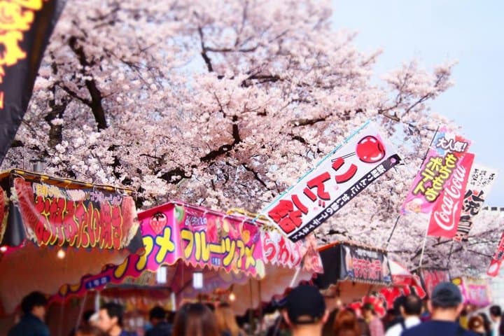 Nagoya Sakura Tour — photo 5